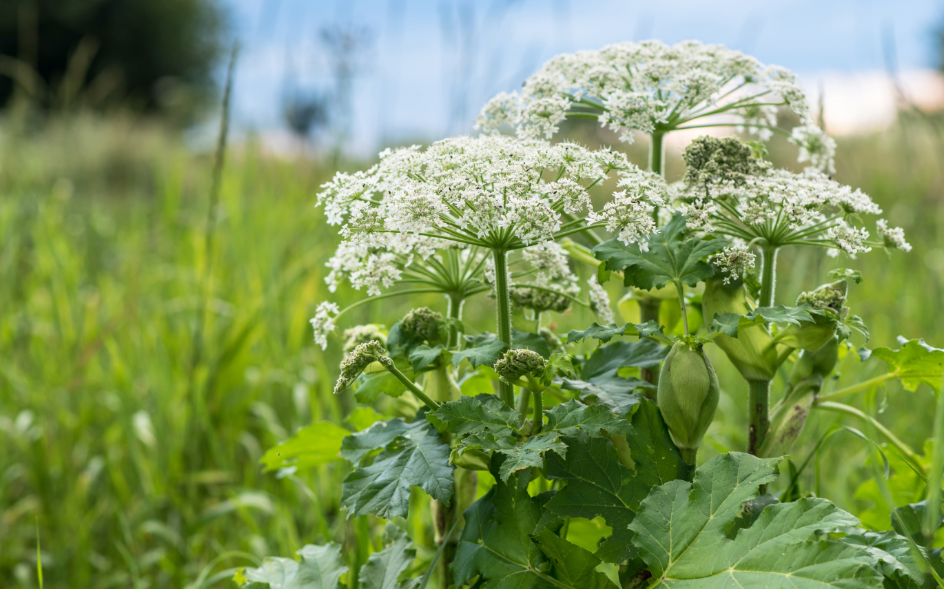 How to Protect Yourself from Dangerous Plants and Critters
